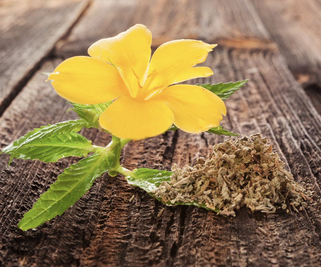 透納葉功效、禁忌與副作用解析，為熟齡重現健康活力